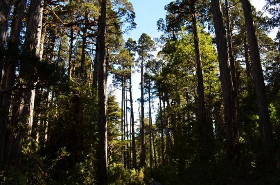 Megasequía en Chile: ¿Cuánto más podrán resistir nuestros bosques?