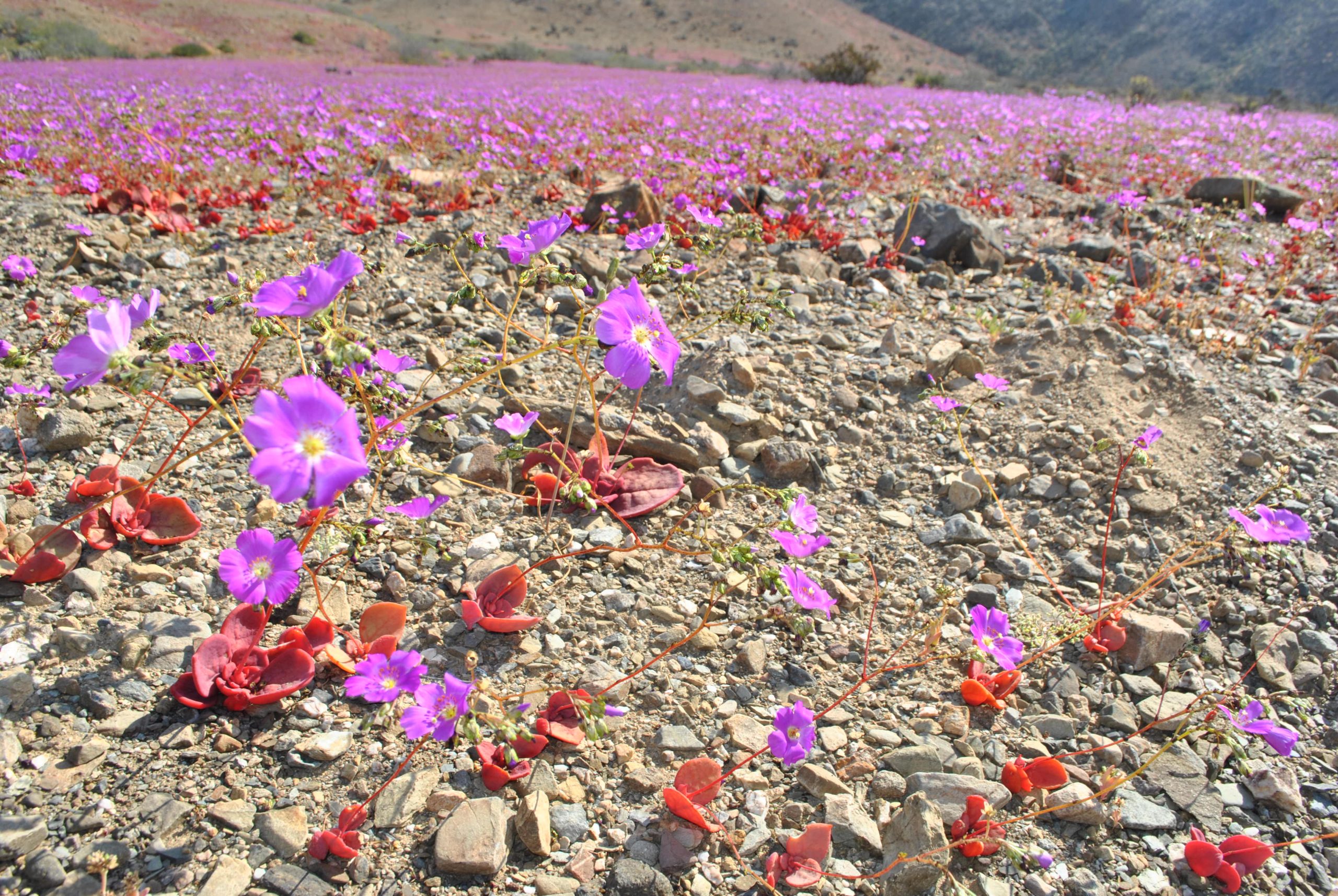 La ciencia descifra secretos del desierto florido