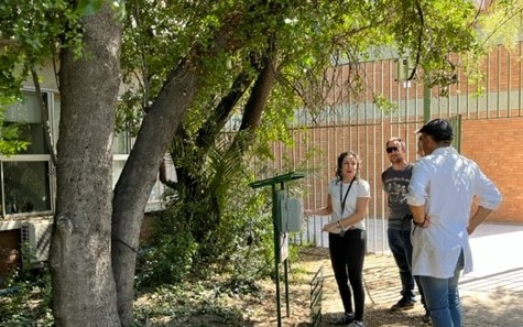 Quillay de la Facultad de Agronomía e Ingeniería Forestal se une a red para investigar ritmos eléctricos de los árboles